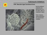 img-Calcineurin inhibitors-0009.jpg