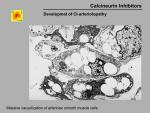 img-Calcineurin inhibitors-0027.jpg