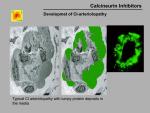 img-Calcineurin inhibitors-0030.jpg