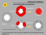 img-Calcineurin inhibitors-0042.jpg