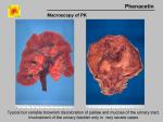 img-phenacetin-0004.jpg