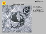 img-phenacetin-0009.jpg