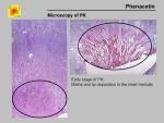 img-phenacetin-0016.jpg